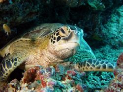 seaturtle by Jens Herbst 